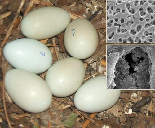 Eggs