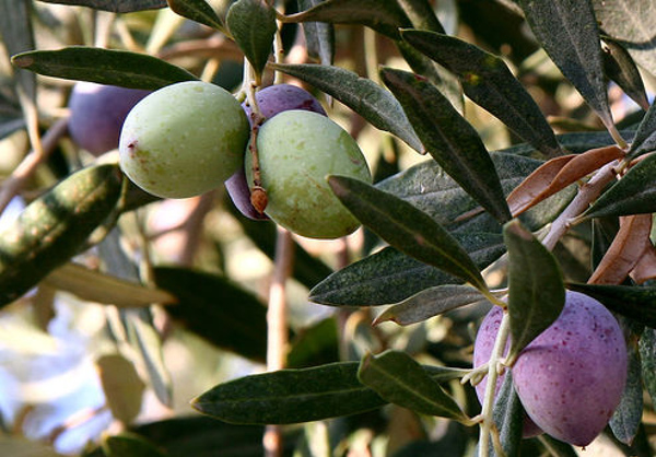 Olives from jordan